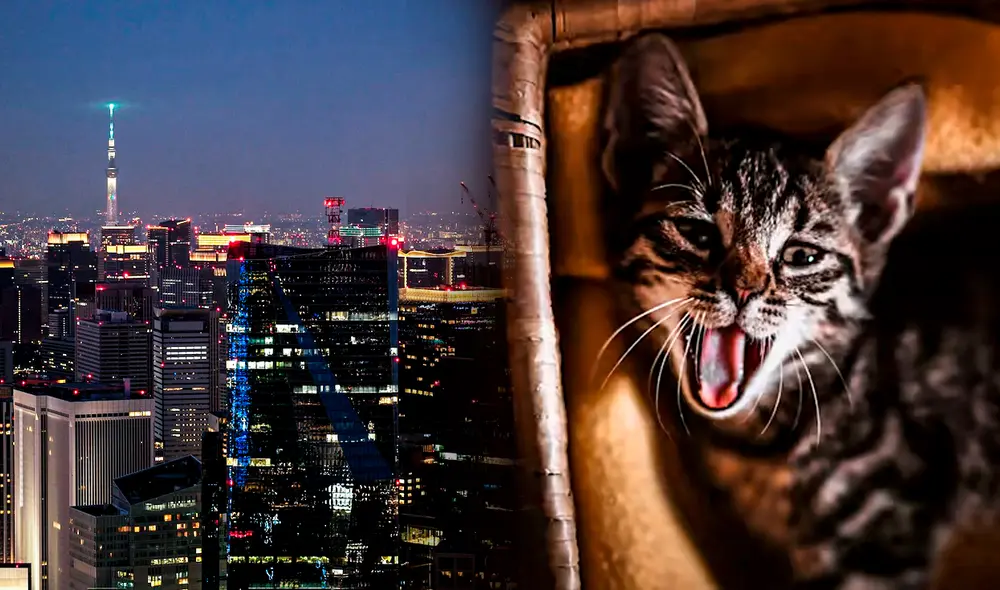 Los gatos suelen aullar intensamente durante la madrugada. Foto: composición LR/Freepick/Hola.com
