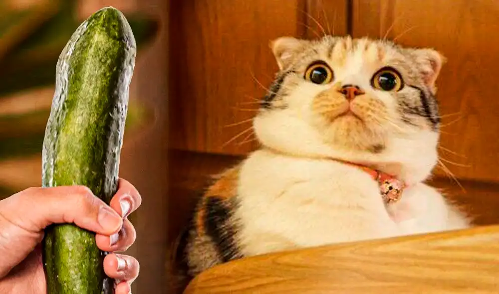 Los gatos suelen salir despavoridos al ver un pepinillo. Foto: composición LR/Hogarmanía