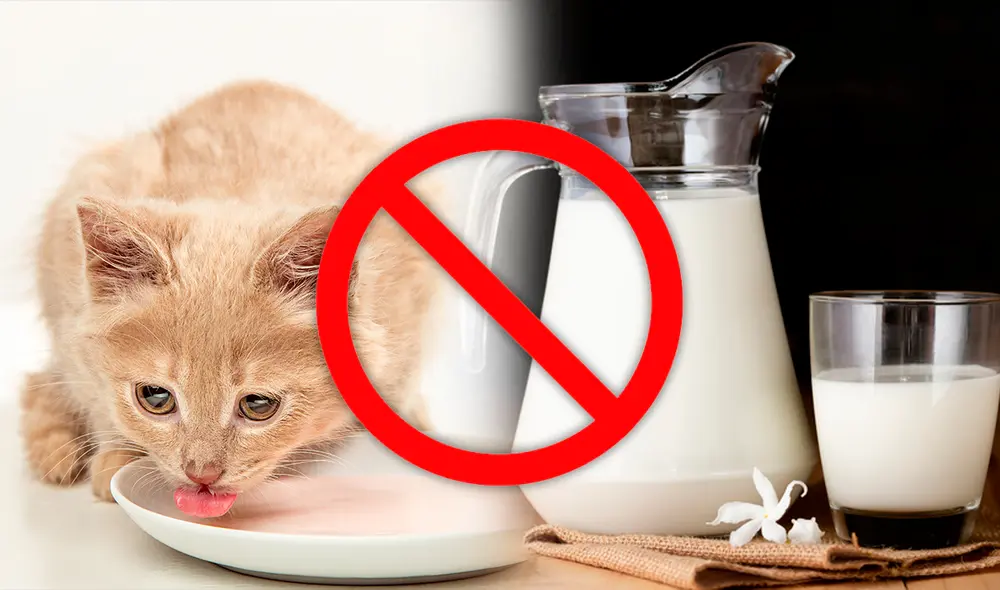 Se suele vincular a los gatos con la leche, sin embargo, no les traería ningún beneficio ingerirlo. Foto: composición de Jazmin Ceras/Freepik