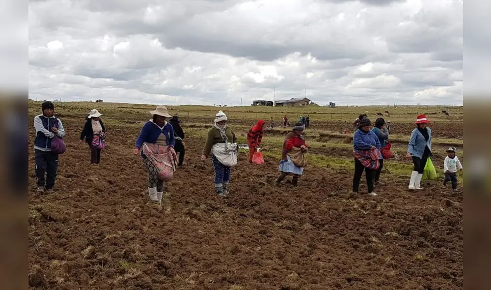 El Fertiabono es un subsidio para la compra de fertilizantes. Foto: Andina