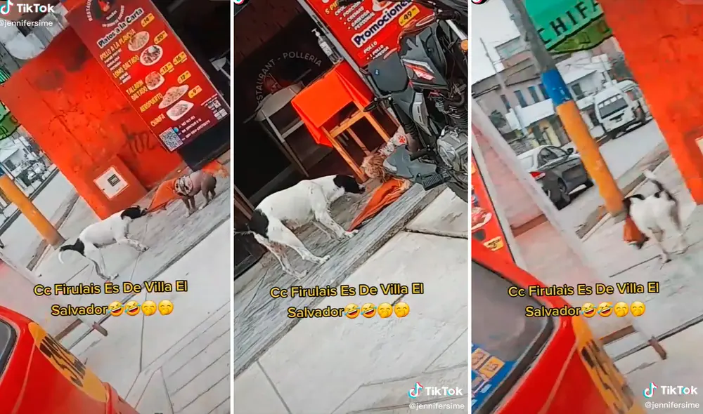 Nadie imaginó que la mascota despojaría de su traje a otro perro. Foto: composición LR/captura de TikTok/@Jennifersime