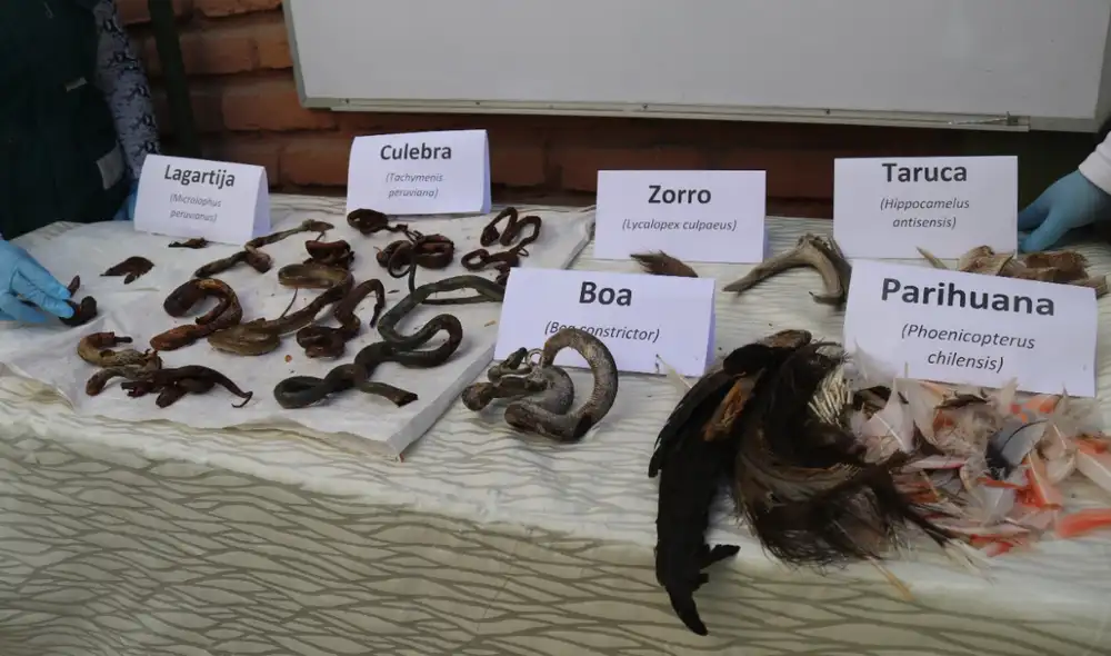 Incautan partes de animales silvestres en Arequipa. Foto: Serfor