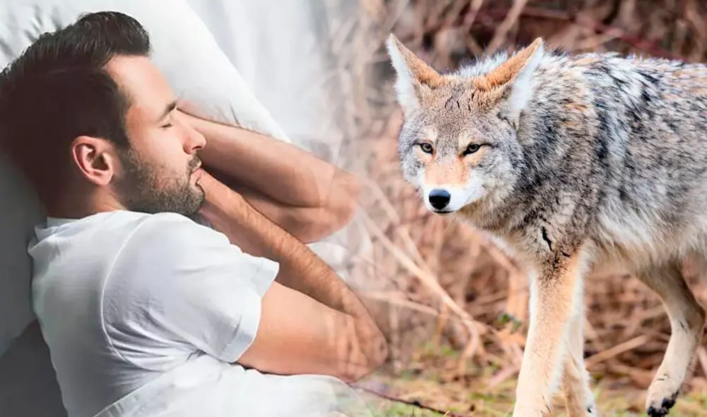 Echarse un coyotito: conoce el origen de esta típica frase mexicana. Composición: Fabrizio Oviedo-GLR/AFP/AFP