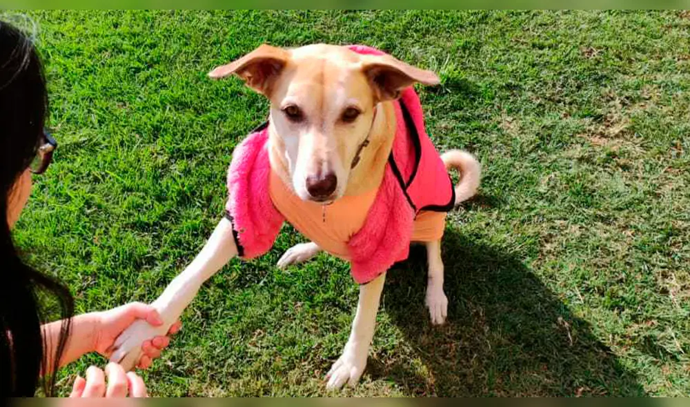 Conoce las razones por las que tu perro te da la pata. Foto: La República