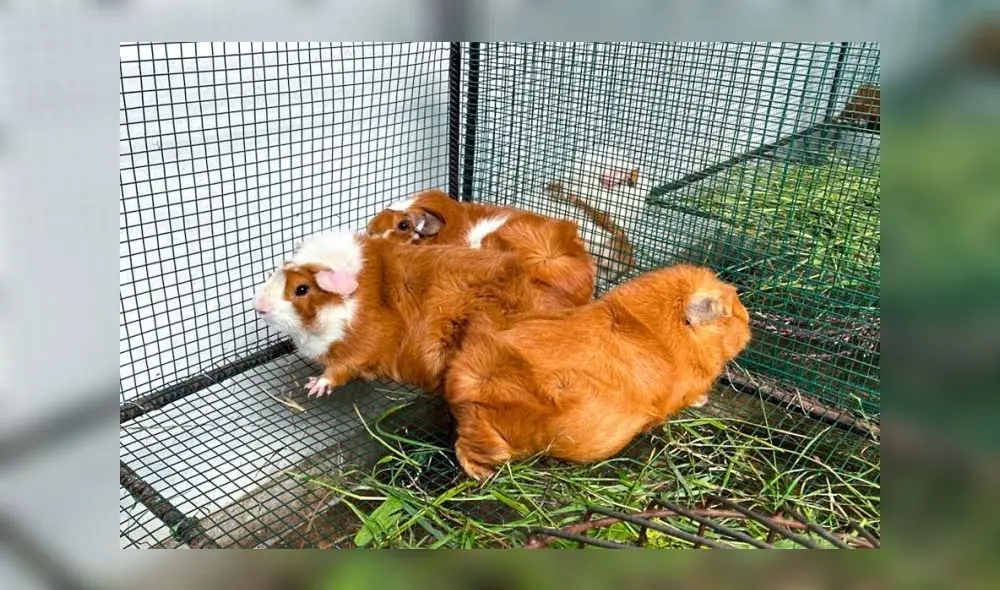 El cuy Inka posee un índice productivo de 0,99 al nacimiento y 0,88 al destete, lo que determina su buena habilidad materna. Foto: difusión El cuy Inka posee un índice productivo de 0,99 al nacimiento y 0,88 al destete, lo que determina su buena habilidad materna. Foto: difusión