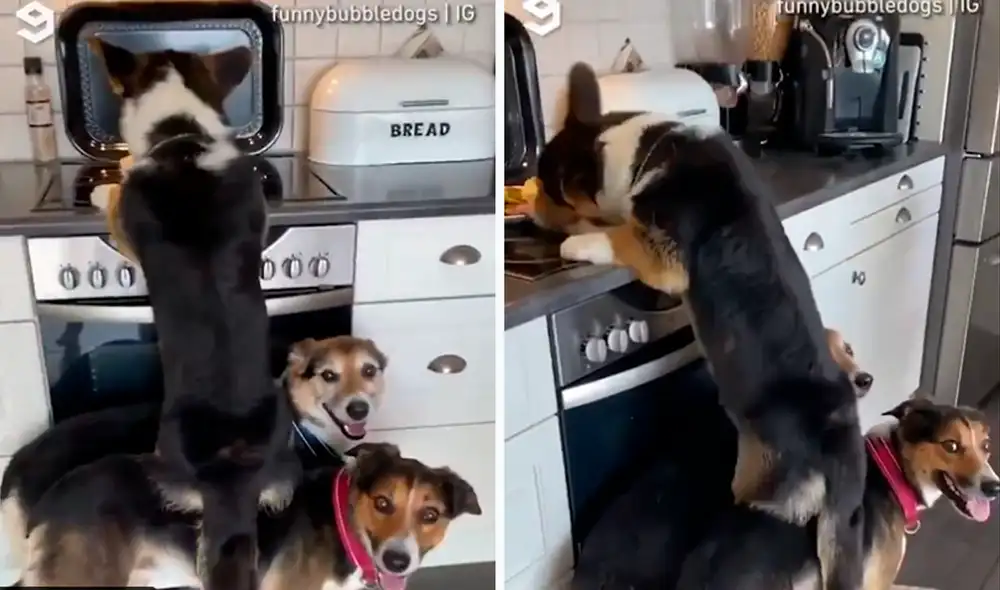 Los perritos sorprendieron a los usuarios por su habilidad para ayudar a su amigo. Foto: composición LR/captura de TikTok/@Funnybubbledog