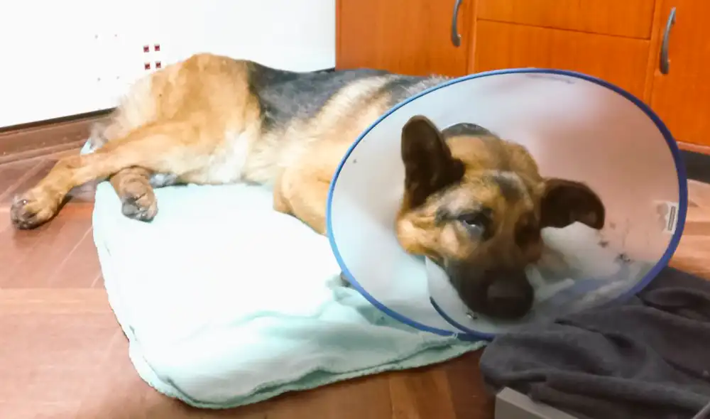 Perrito rescatado se encuentra en recuperación hasta encontrar nuevo hogar. Foto: twitter Melina Ccoillo Perrito rescatado se encuentra en recuperación hasta encontrar nuevo hogar. Foto: twitter Melina Ccoillo