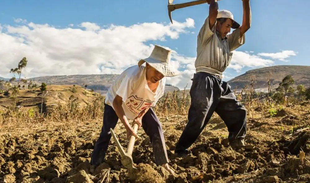 Fertilizantes: 23 empresas serán evaluadas como posibles proveedores de 44.000 toneladas de urea para el Perú. Foto: Agro Rural Fertilizantes: 23 empresas serán evaluadas como posibles proveedores de 44.000 toneladas de urea para el Perú. Foto: Agro Rural