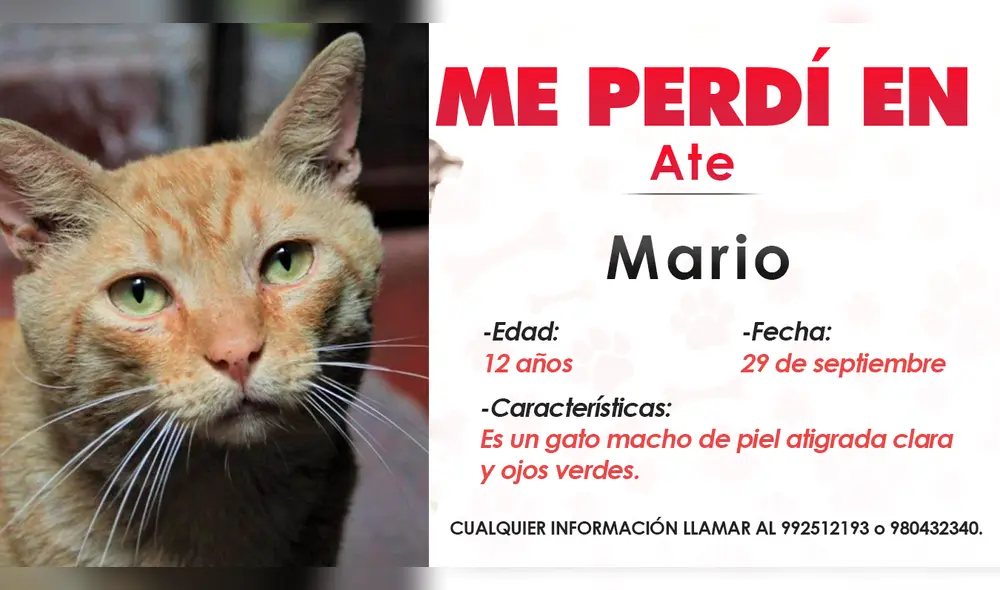Familia ofrece recompensa por su gatito perdido. Foto: composición LR