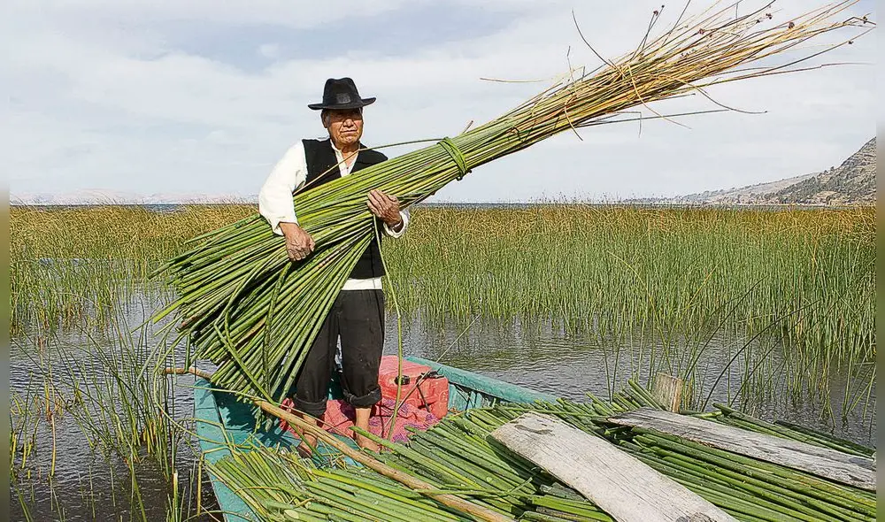 Planta acuática. El maestro artesano Miguel Flores Cuno, hace demostración de la extracción de la totora del lago Titicaca.  Foto: La República