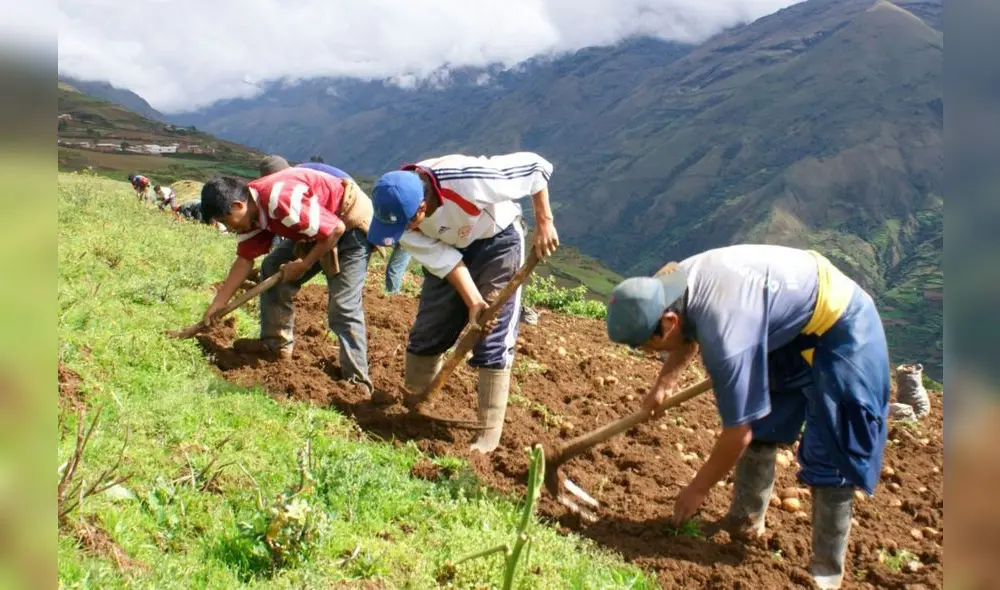 Programa financiamiento directo para la campaña agrícola a nivel nacional, aprobó 72.107 créditos por un monto de S/ 894,9 millones. Foto: Andina Programa financiamiento directo para la campaña agrícola a nivel nacional, aprobó 72.107 créditos por un monto de S/ 894,9 millones. Foto: Andina