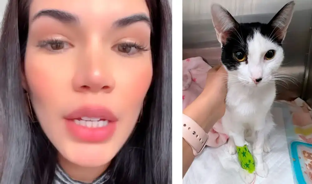 Samantha Batallanos tiene una gata llamada Donatella. Foto: composición LR/Samantha Batallanos Instagram Samantha Batallanos tiene una gata llamada Donatella. Foto: composición LR/Samantha Batallanos Instagram