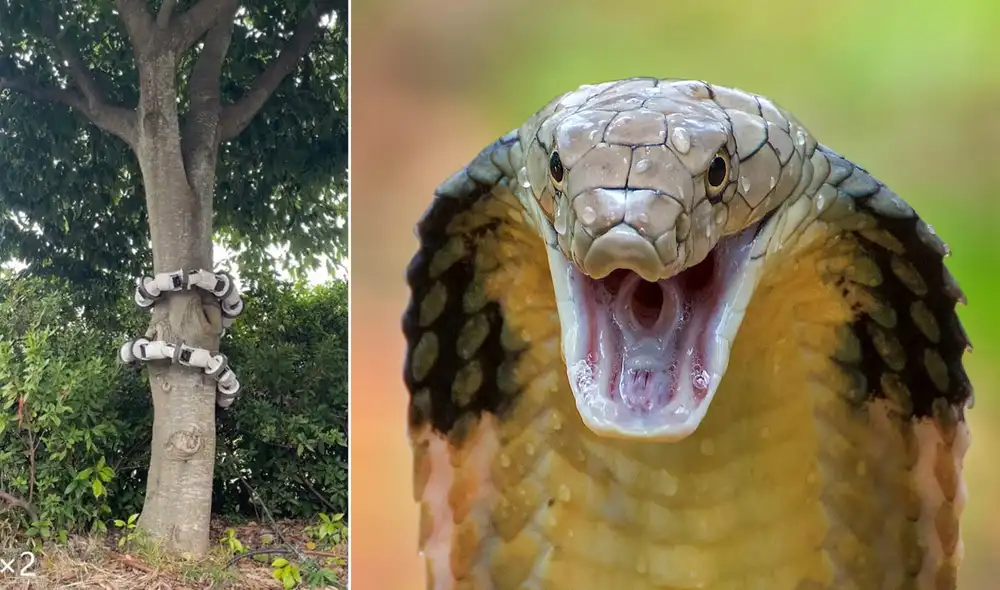 El robot serpiente todavía requiere de un cable para funcionar. Foto: Universidad de Kioto / National Geographic El robot serpiente todavía requiere de un cable para funcionar. Foto: Universidad de Kioto / National Geographic