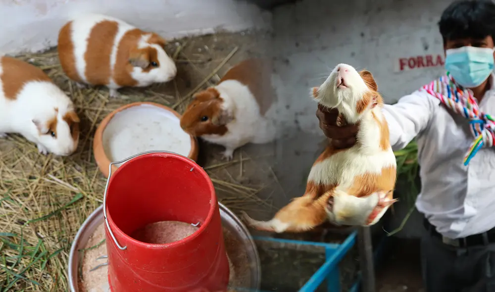 El cuy genera oportunidades de negocio para más de 198.000 familias de la sierra y la selva. Foto: composición LR / Foncodes