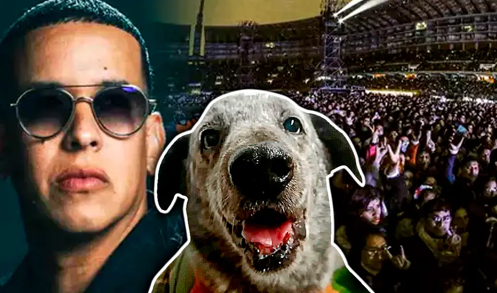 Daddy Yankee en Lima: puedes conseguir entrada para el concierto del 'Big Boss' si compras rifas para ayudar a refugio de perritos. Foto: composición de Gerson Cardoso/LR/Teleticket/Twitter/María Luz
