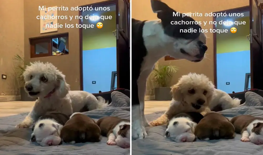 Una mujer quedó sorprendida con la actitud de su mascota, debido a que no permitía que toquen o estén cerca de sus bebés adoptivos. Foto: composición LR/TikTok/@tamarajova_2020