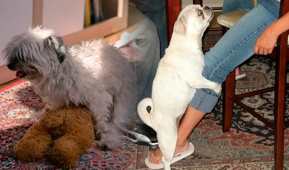 Los perros castrados seguirán montando a pesar de no producir testosterona. Foto: composición LR/Hola/Experto animal