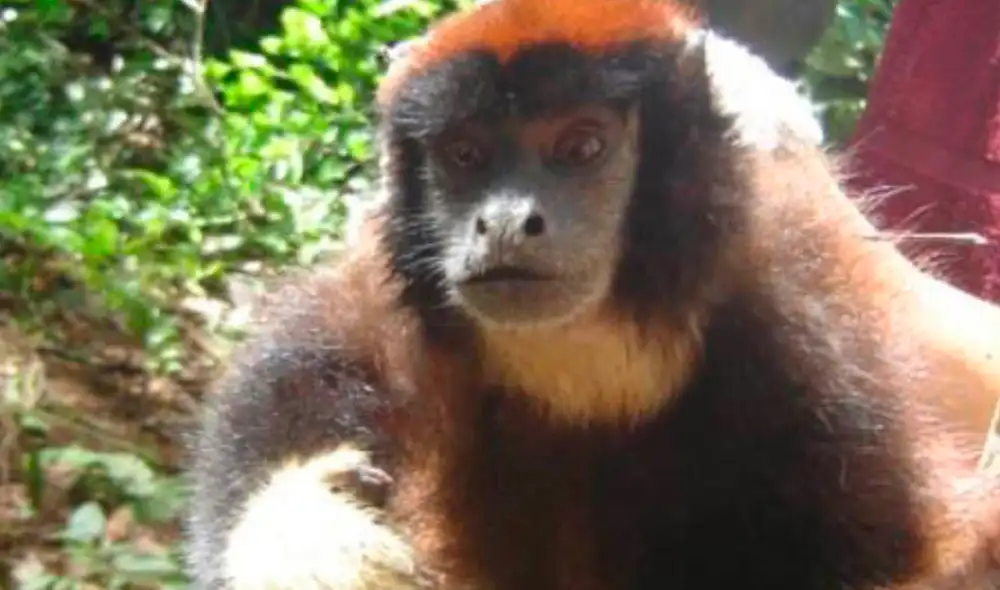 El primate ha sido hallada en la reserva Allpahuayo Mishana. Foto: Sernanp