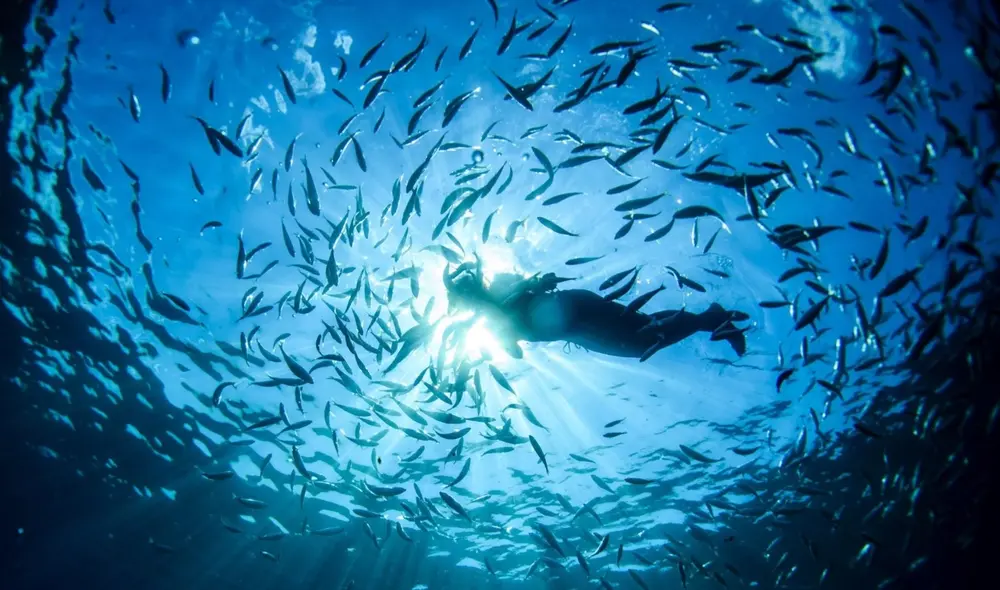 "Mantener el statu quo de la ley ambiental equivale a la destrucción legalizada de la naturaleza", afirman los científicos. Foto: AFP