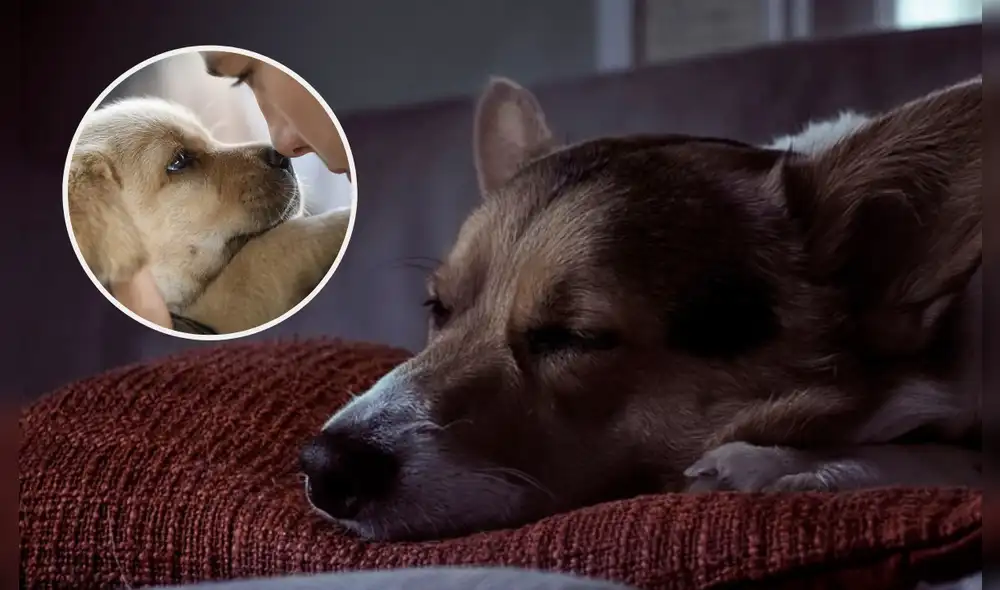 Conoce qué dicen los expertos sobre si los perros pueden soñar con sus dueños. Foto: composición LR/ Hola / Excelsior