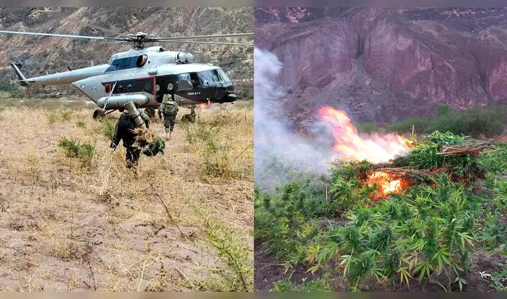 Vraem: en operativo de la policía se halló casi medio millón de marihuana y un laboratorio para producción a gran escala. Foto: composición LR/PNP Vraem: en operativo de la policía se halló casi medio millón de marihuana y un laboratorio para producción a gran escala. Foto: composición LR/PNP