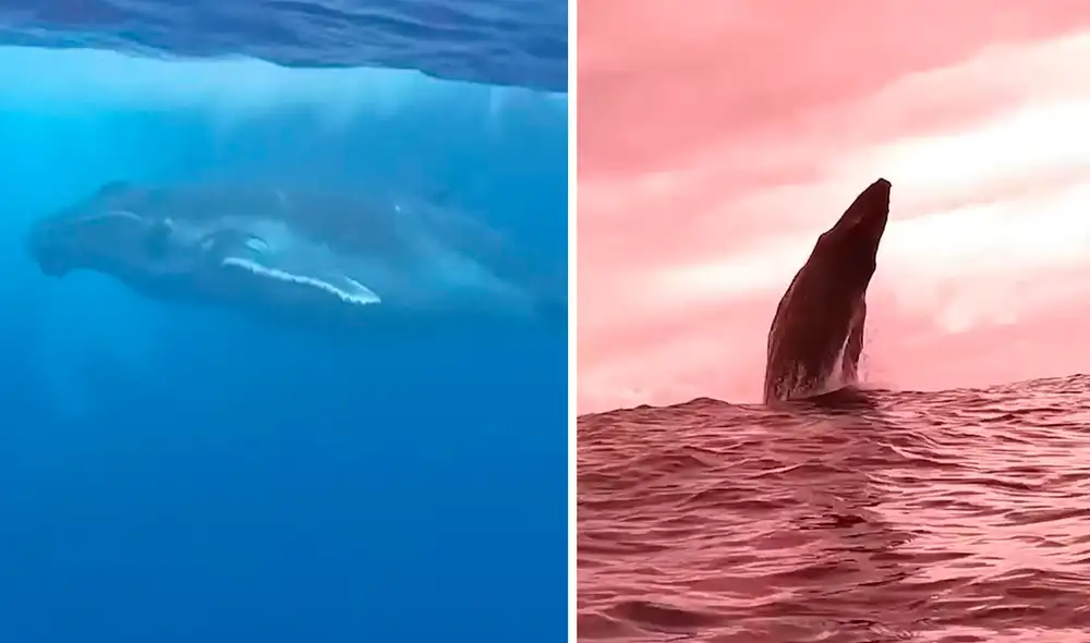 Bajo la vigilancia de su madre, el animal marino realizó unos cuantos intentos para estar fuera del agua por unos segundos. Foto: composición LR/YouTube/Clarín Bajo la vigilancia de su madre, el animal marino realizó unos cuantos intentos para estar fuera del agua por unos segundos. Foto: composición LR/YouTube/Clarín