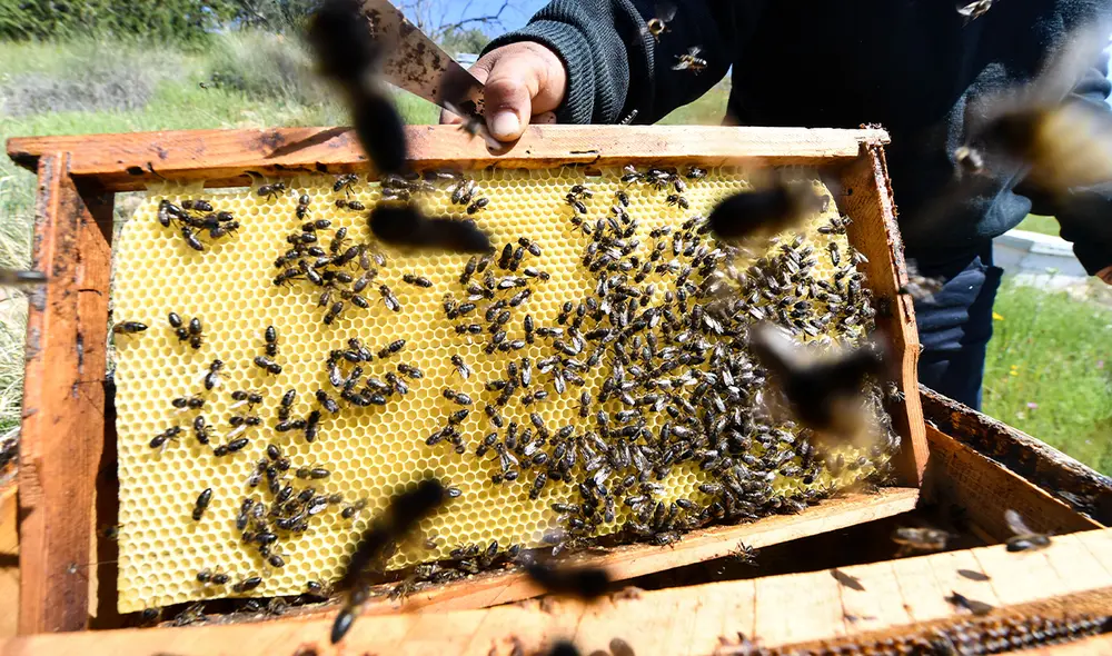 La mujer enfrentará cargos de agresión y homicidio involuntario tras lanzar el enjambre de abejas. Foto: AFP
