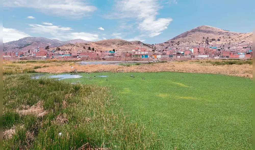 Flora acuática.  Las algas brotan por el exceso de nutrientes en el agua contaminada con las aguas servidas de la ciudad.