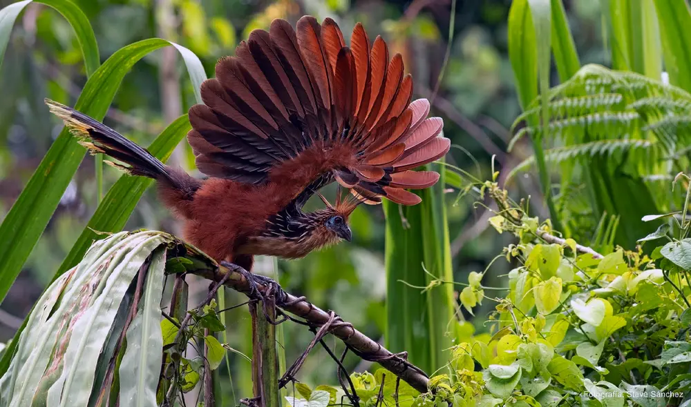 Los primeros observadores de aves en el Perú fueron los cronista José de Acosta y el Inca Garcilaso de la Vega. Foto: archivo La República.