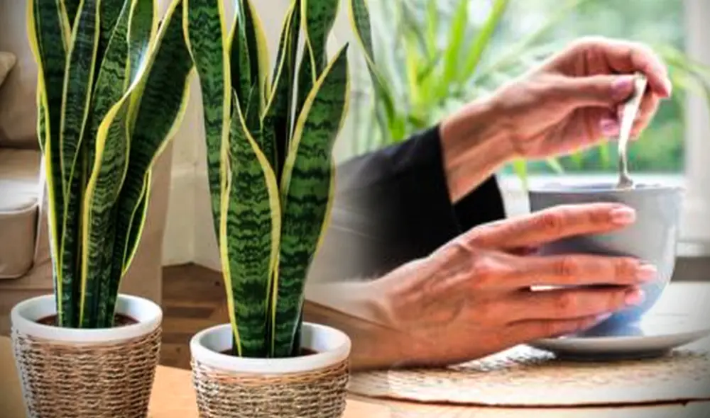 La lengua de suegra tiene muchos beneficios. Foto: composición Gerson Cardoso LR/gtush/adiariocr.