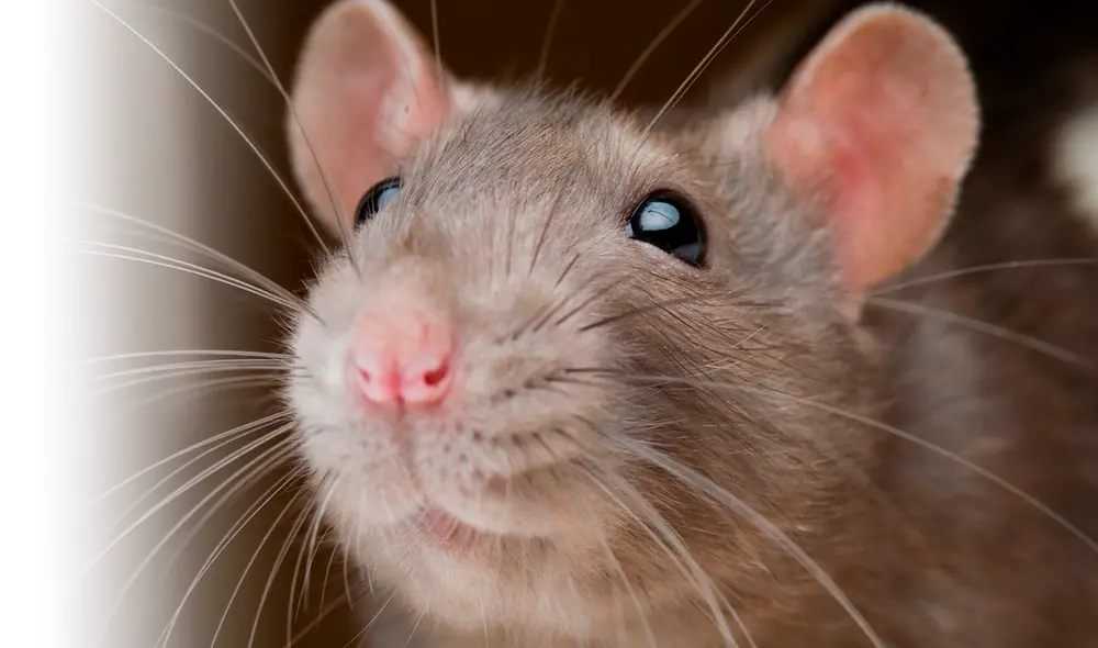 Un roedor se metió a un cajero automático y trituro cientos de billetes en la India. Foto: National Geographic Un roedor se metió a un cajero automático y trituro cientos de billetes en la India. Foto: National Geographic