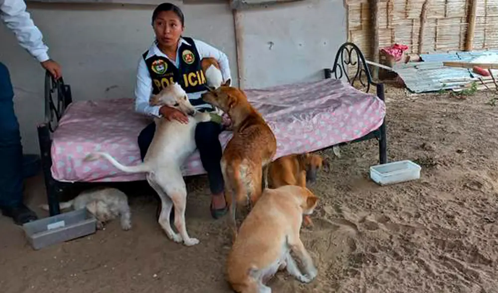 Cualquier persona que desee darle un hogar a estos animales puede comunicarse al celular 961 499 368. Foto: D'Tumbes Cualquier persona que desee darle un hogar a estos animales puede comunicarse al celular 961 499 368. Foto: D'Tumbes