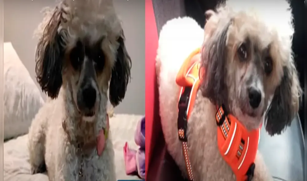 Si usted ha visto o tiene información de la pequeña Molly, comuníquese al 991 915 639. Foto: captura Panamericana Si usted ha visto o tiene información de la pequeña Molly, comuníquese al 991 915 639. Foto: captura Panamericana