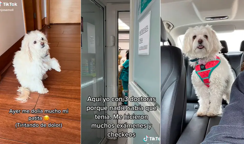 Las tiernas imágenes cautivaron a miles en las redes sociales. Foto: composición LR/TikTok/@mjosemoll Las tiernas imágenes cautivaron a miles en las redes sociales. Foto: composición LR/TikTok/@mjosemoll
