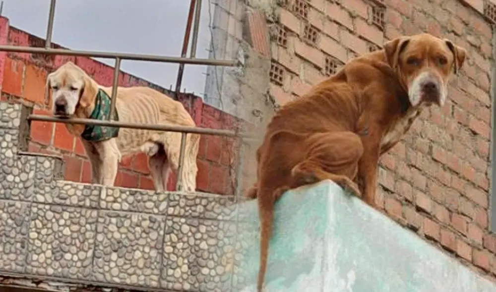 Los perros que viven en los techos se ven expuestos a los cambios de temperatura y a sufrir accidentes. Foto: composición LR/Fundación Una Amiga/Teroma/Facebook