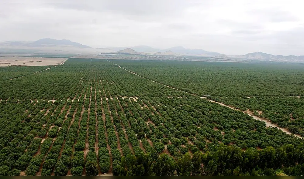 Empresarios marroquíes valoran el potencial agroexportador liberteño. Foto: La República