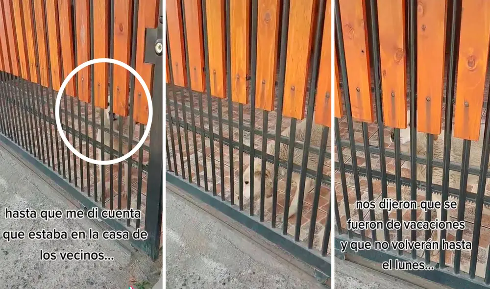 Debido a que no la podían en el lugar, la dueña habló con otro vecino para poder sacarla lo antes posible. Foto: composición LR/TikTok/@babyandrea_mj