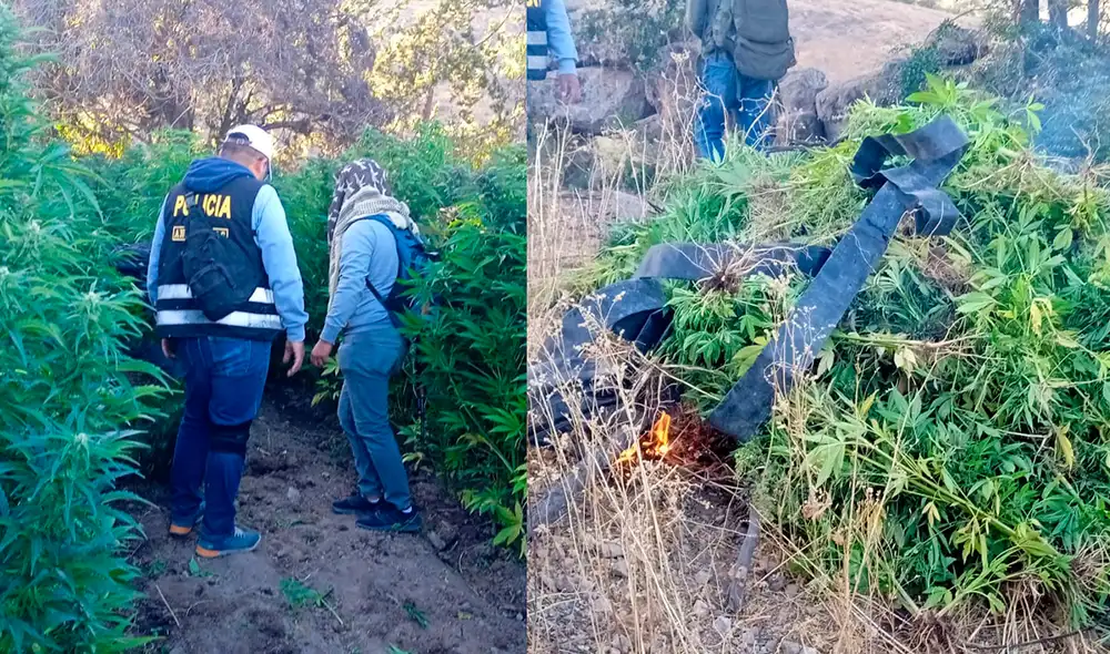 Ica: Policía encuentra plantaciones de marihuana. Foto: composición LR/PNP