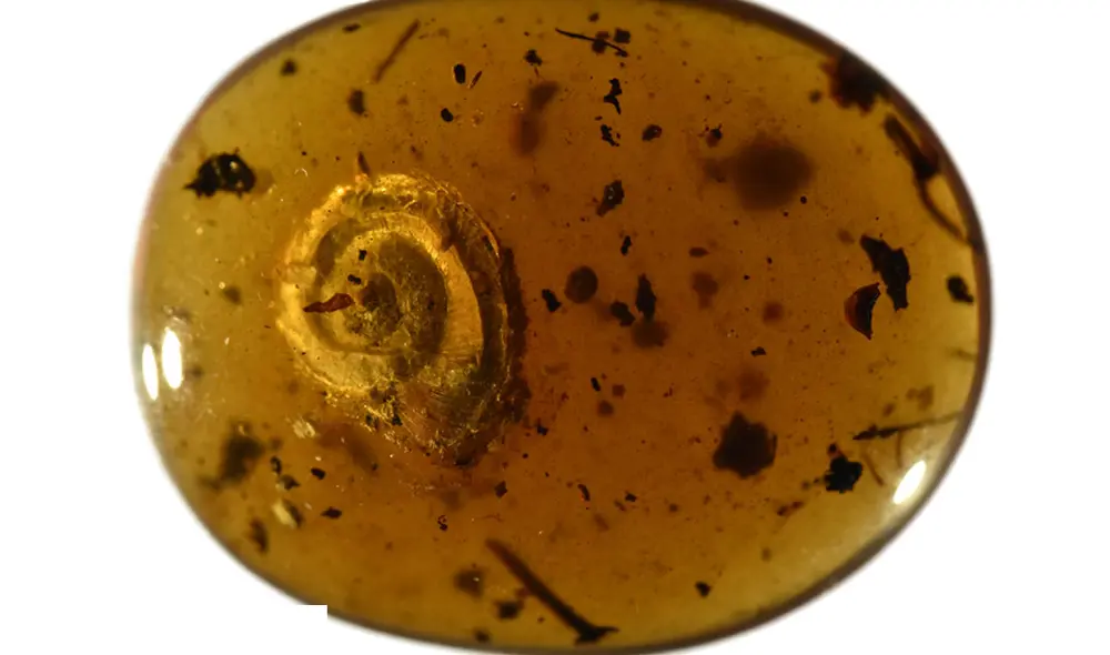 Nuevo caracol velloso encontrado en ámbar birmano. Foto: Senckenberg