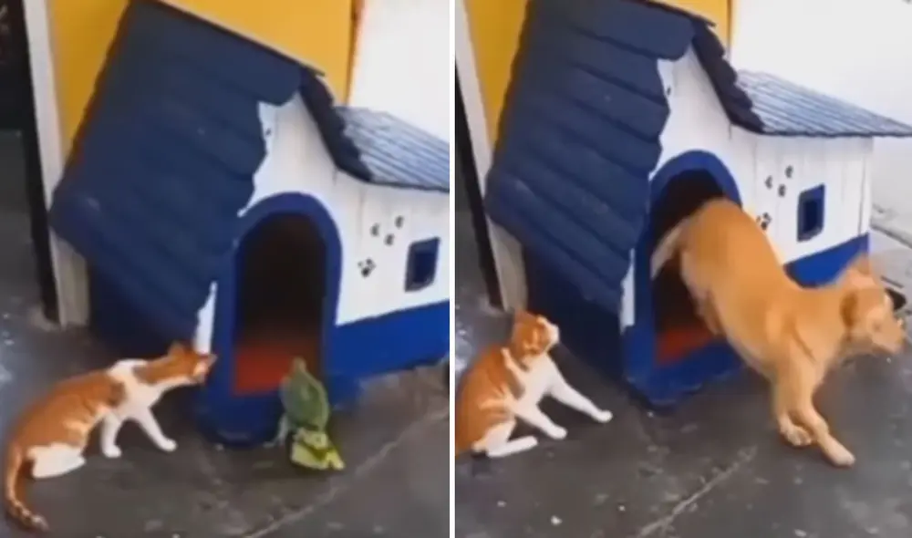 Miles de usuarios no han parado de reír con estas imágenes. Foto: composición LR/Facebook/Jotta Viana Miles de usuarios no han parado de reír con estas imágenes. Foto: composición LR/Facebook/Jotta Viana