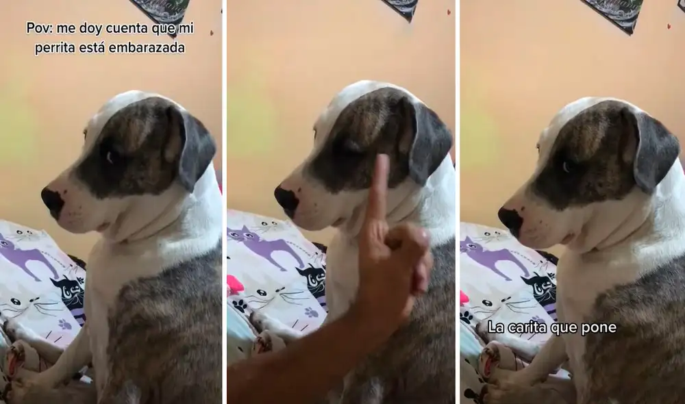 Él esperó a que su mascota estuviera a su lado para hablarle con un tono fuerte, debido a que tendría gastos por cuidar a sus bebés. Foto: composición LR/TikTok/@maju_06.5