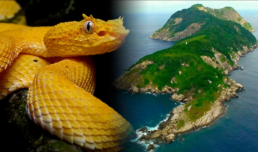 La Isla de las Cobras es un sitio sumamente peligroso por las serpientes que habitan en el lugar, que se ubica muy cerca de Sao Paulo, Brasil. Foto: composición de Fabrizio Oviedo/LR/Infobae/Viajar La Isla de las Cobras es un sitio sumamente peligroso por las serpientes que habitan en el lugar, que se ubica muy cerca de Sao Paulo, Brasil. Foto: composición de Fabrizio Oviedo/LR/Infobae/Viajar