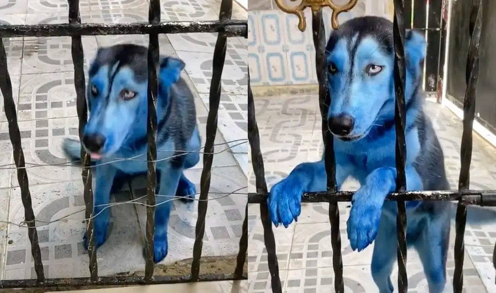 Este hecho sucedió en República Dominicana. Foto: composición LR / captura de TikTok / @huskyavatarkirat