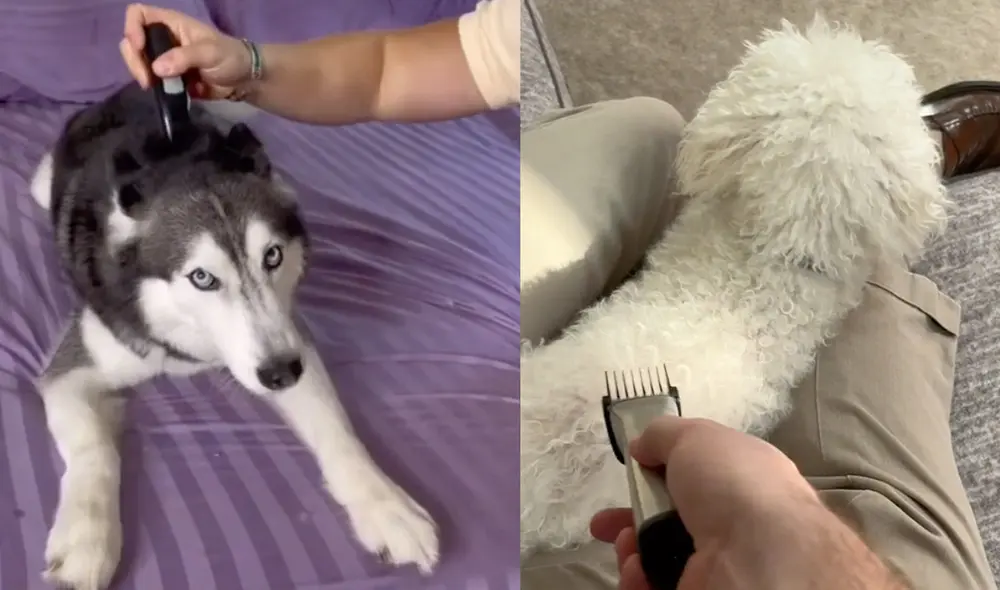 Este video ya cuenta con más de 7 millones de 'me gusta'. Foto: composición LR/ captura de TikTok/@patrickbarnes Este video ya cuenta con más de 7 millones de 'me gusta'. Foto: composición LR/ captura de TikTok/@patrickbarnes