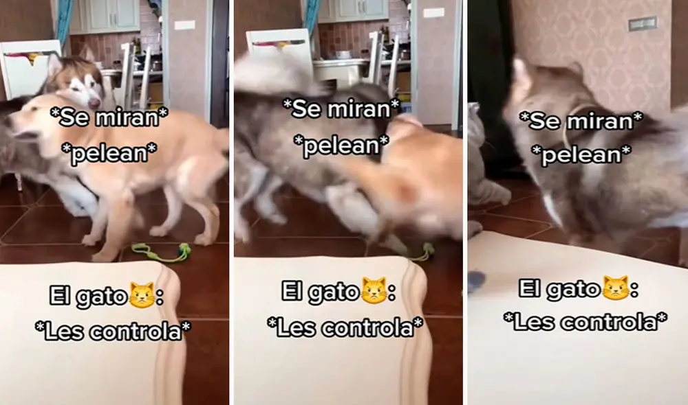 Un joven grabó el preciso momento en que su gato estiró su pata delantera para propinarle un golpe a su perro. Foto: composición LR/TikTok/@xalejandrox2.0