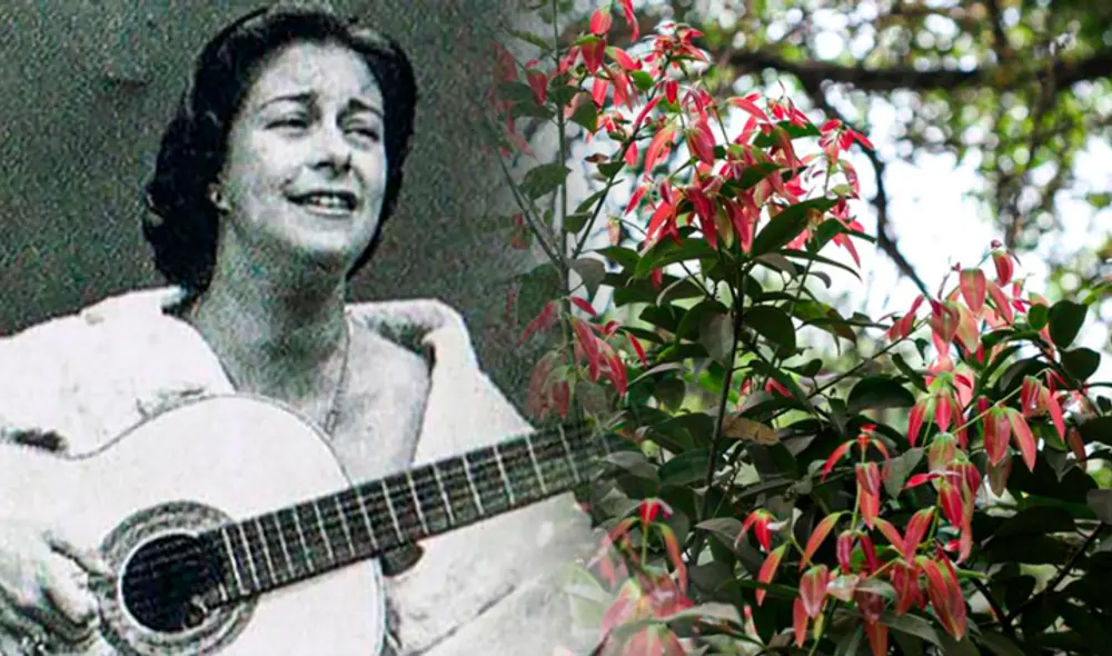 Chabuca Granda inmortalizó la frase "la flor de la canela" con el título de su clásica canción. Foto: composición de Jazmin Ceras LR/archivo Infobae/elblogdelatabla