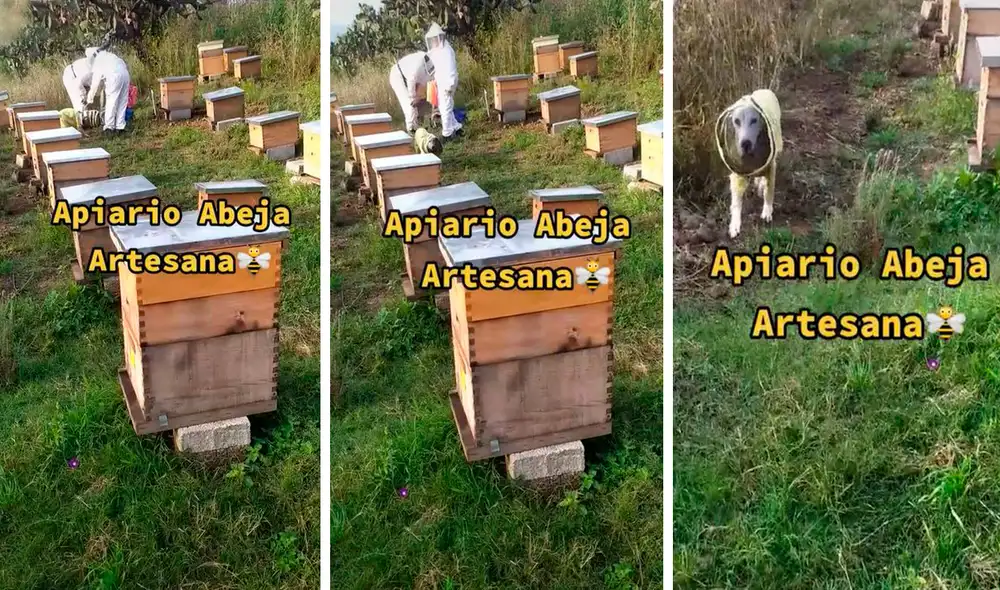 Con mucho cuidado, el perro recorre los diferentes espacios a diario donde se ubican las cajas llenas de miel. Foto: composición LR/TikTok/@abejaartesana Con mucho cuidado, el perro recorre los diferentes espacios a diario donde se ubican las cajas llenas de miel. Foto: composición LR/TikTok/@abejaartesana