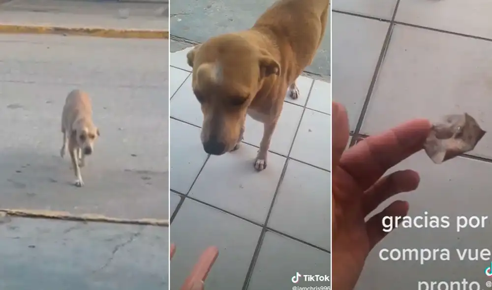 Miles de usuarios quedaron cautivados al ver esta escena. Foto: composición LR/TikTok/@iamchris996