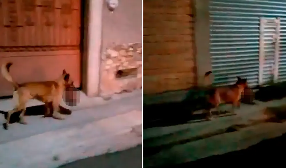 Perro carga cabeza humana con su hocico en Zacatecas. Foto: captura video/Twitter/@AlertaMundial Perro carga cabeza humana con su hocico en Zacatecas. Foto: captura video/Twitter/@AlertaMundial