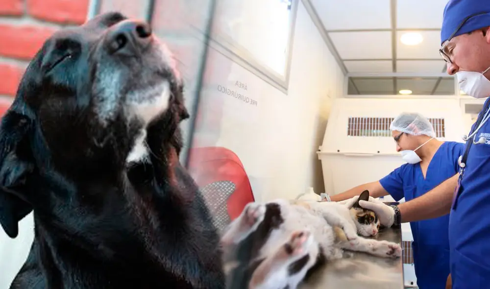 Municipalidad de Lima atenderá y brindará hospedaje temporal a animales rescatados. Foto: composición LR/MML Municipalidad de Lima atenderá y brindará hospedaje temporal a animales rescatados. Foto: composición LR/MML